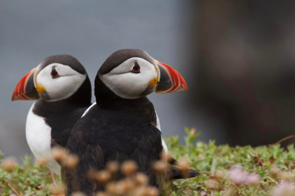 2 puffins facing away from each other