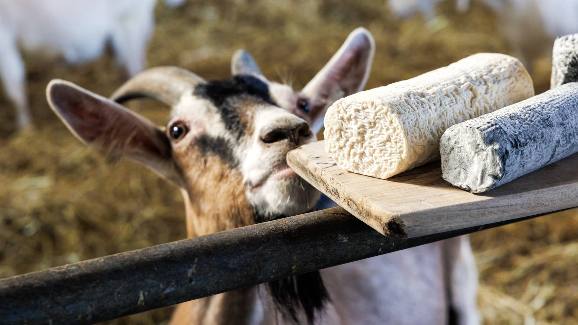 Una cabra curiosa olisquea una tabla de madera con dos trozos de queso de cabra en la granja St Tola Goat Cheese Farm, en el condado de Clare.