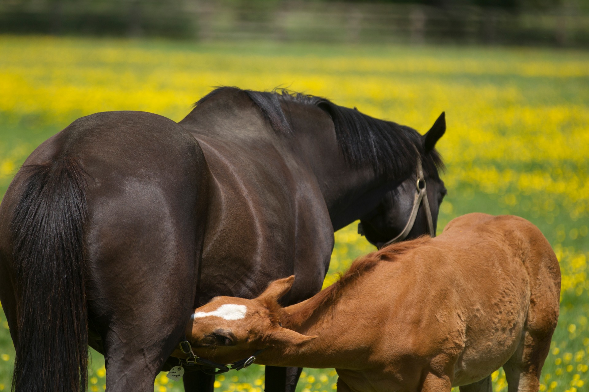 Mare and Foal 5 Copy