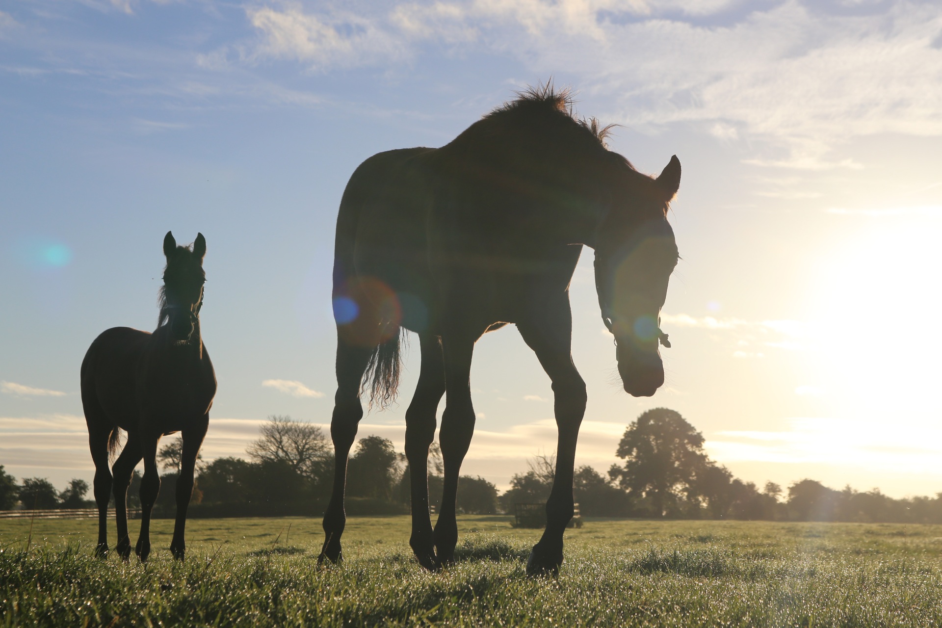 Foals grazing at sunrise