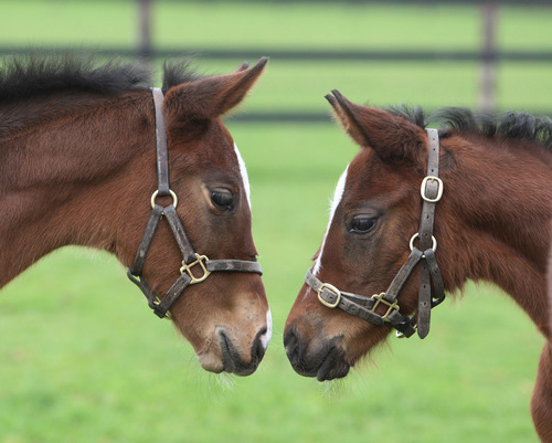 Foals Chatting