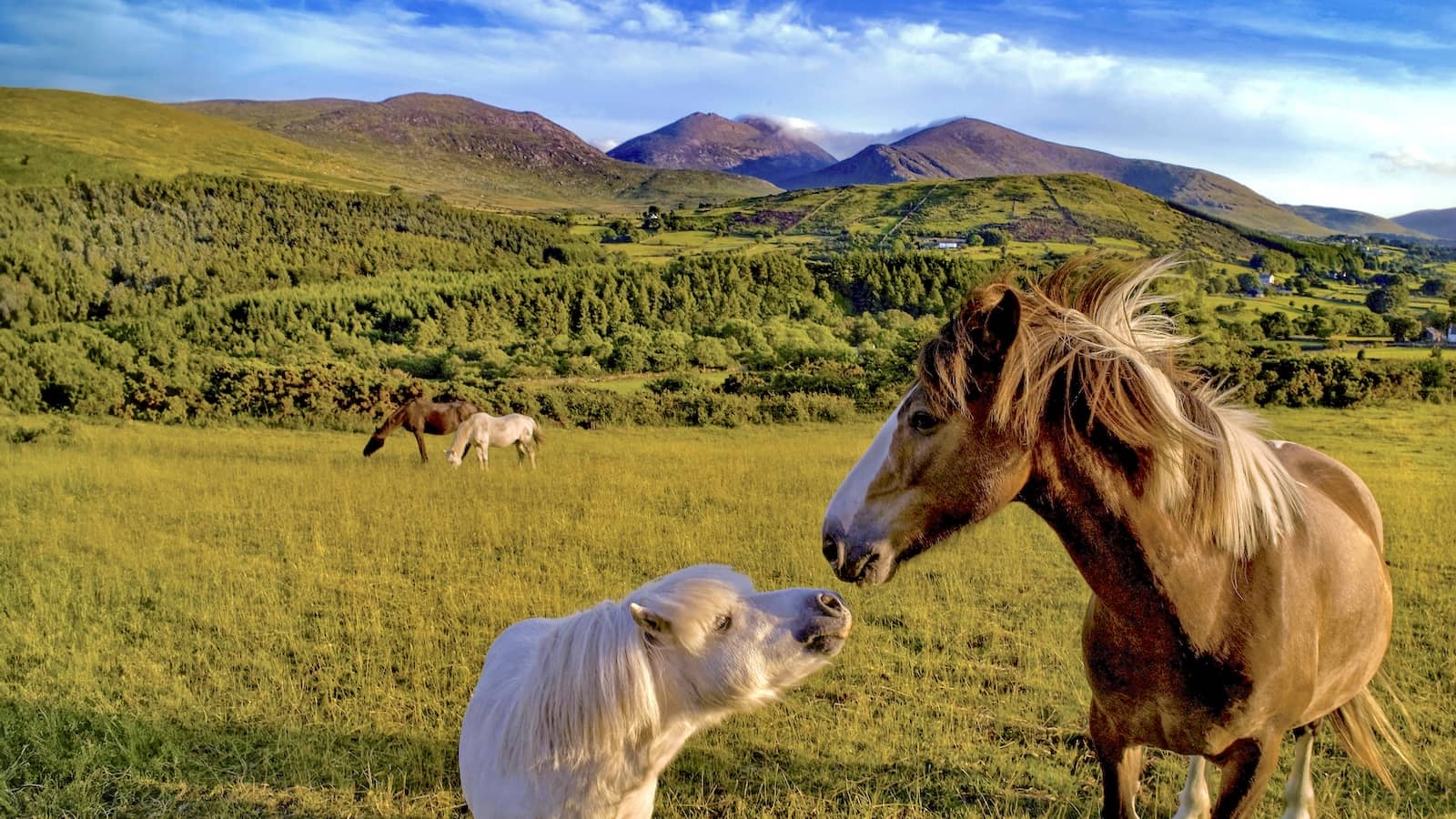 Ponies graze in a sunlit field with the Mourne Mountains rising in the distance, County Down.