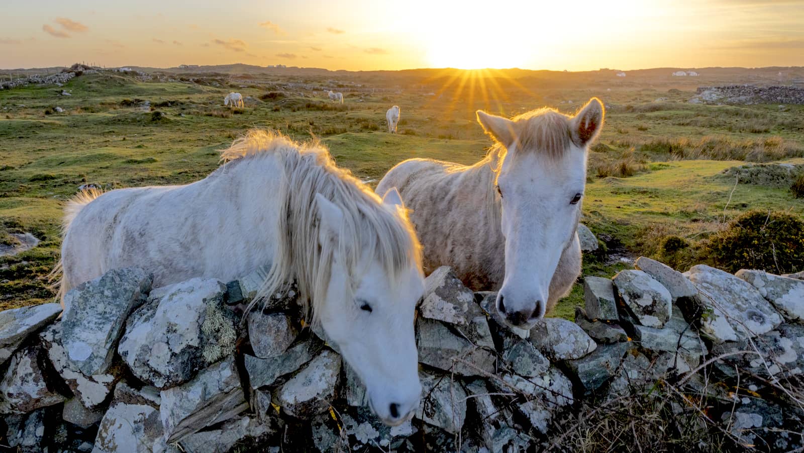 Connemara ponies gather by a stone wall at sunset in the wild landscape of County Galway.