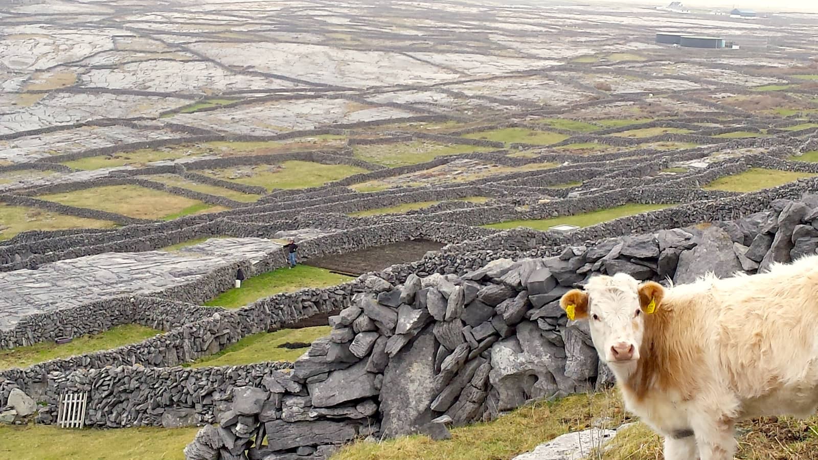 Cow stands beside dry stone walls overlooking patchwork fields on the Aran Islands, County Galway.