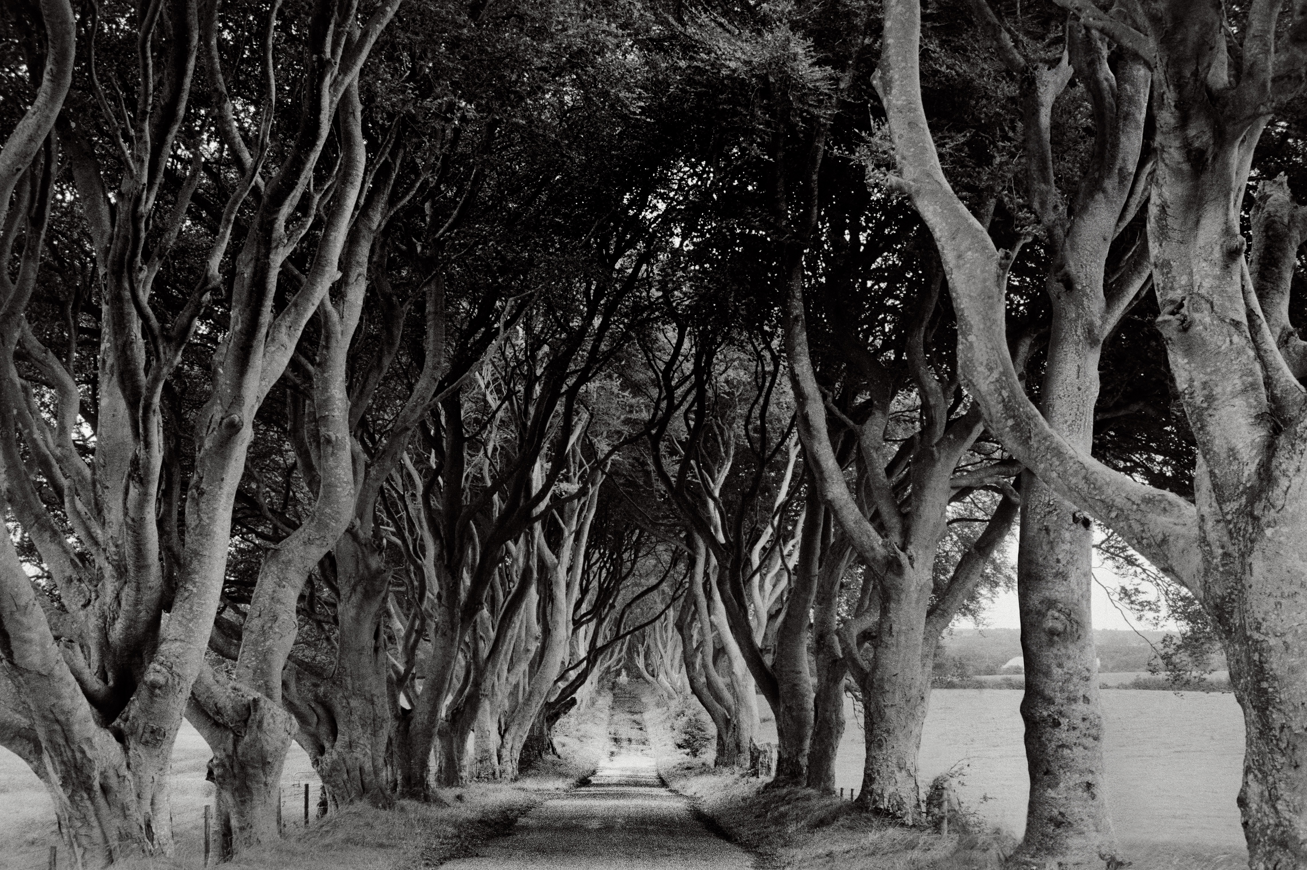 Dark Hedges Ballymoney Co AntrimTI74ZIV 1