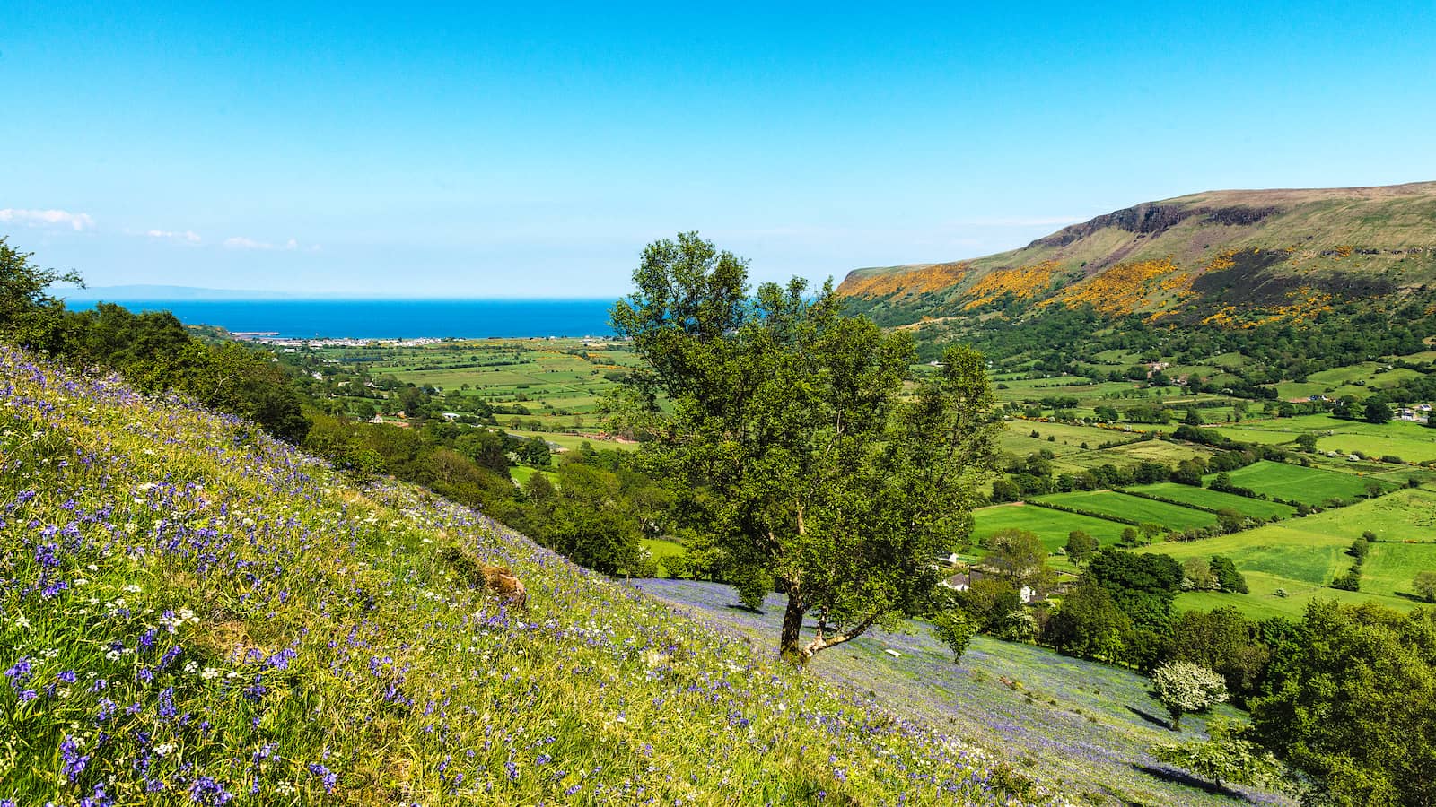Bluebells carpeting woodland slopes in Glenariff Forest Park, County Antrim.