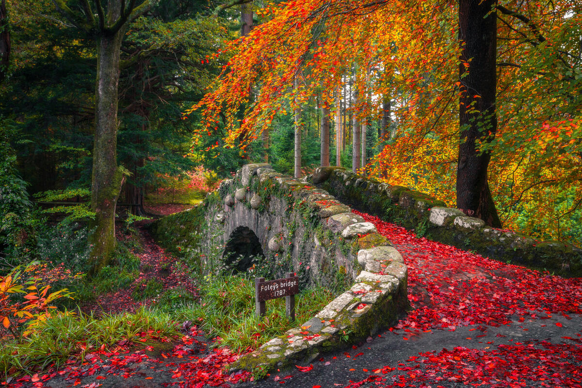 CH8Foleys Bridge Tollymore Forest ParkCo DownjpgTI72WR4