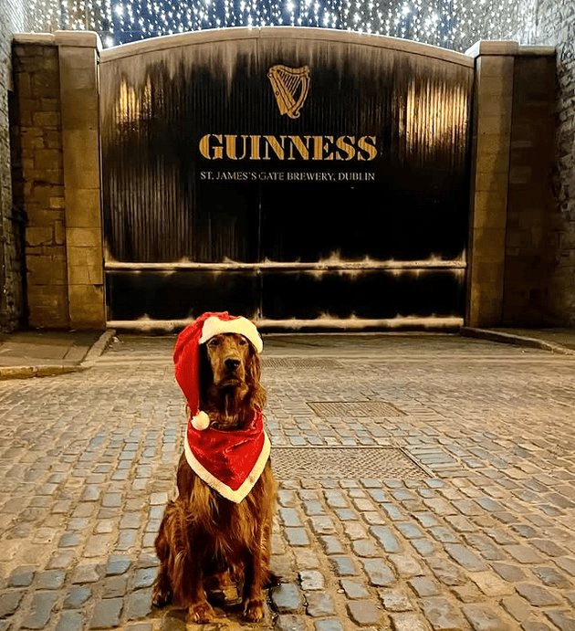 Ierse setter met een kerstmuts en rode sjaal, zittend voor de poorten van Guinness bij St James’s Gate Brewery, Dublin.