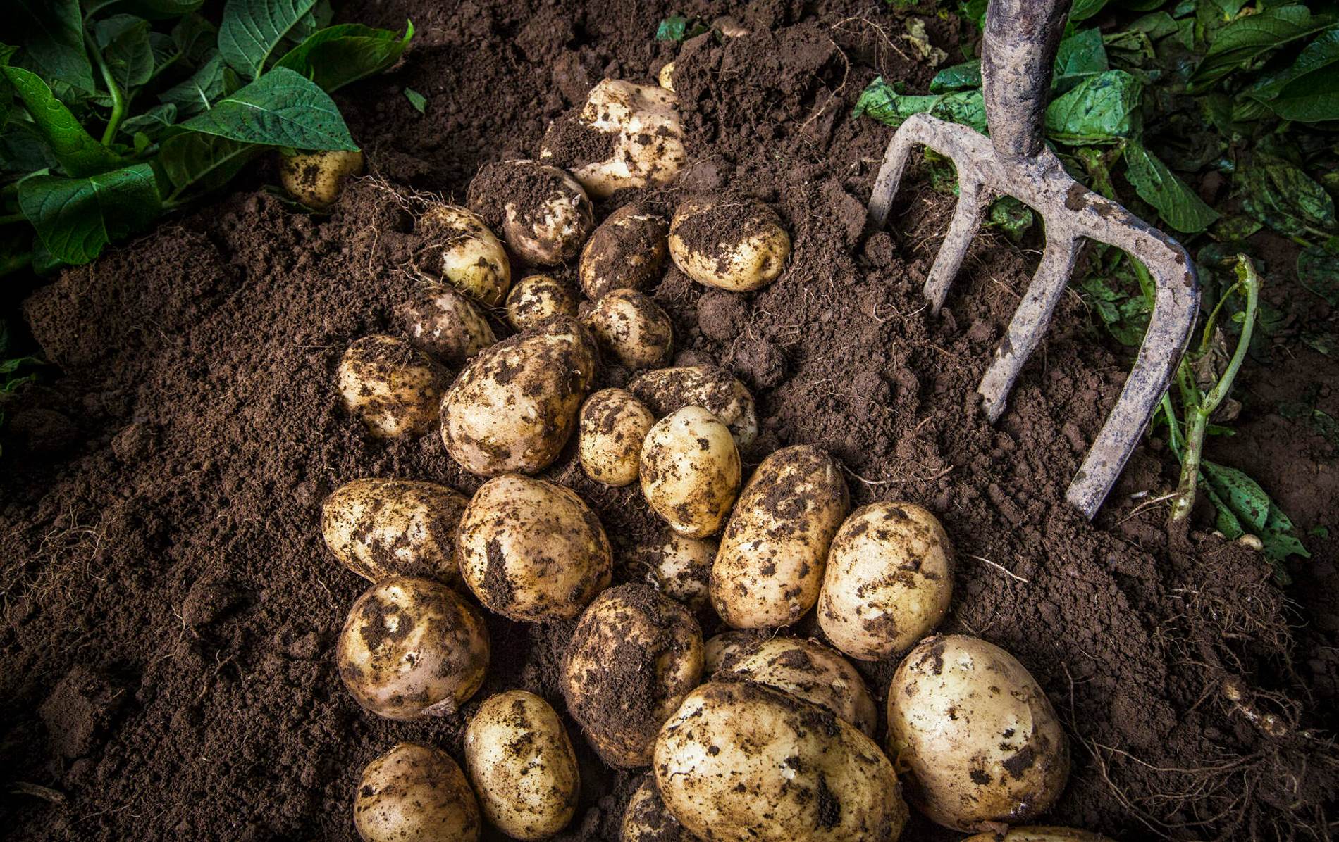 nifoodtour-comberpotatoes