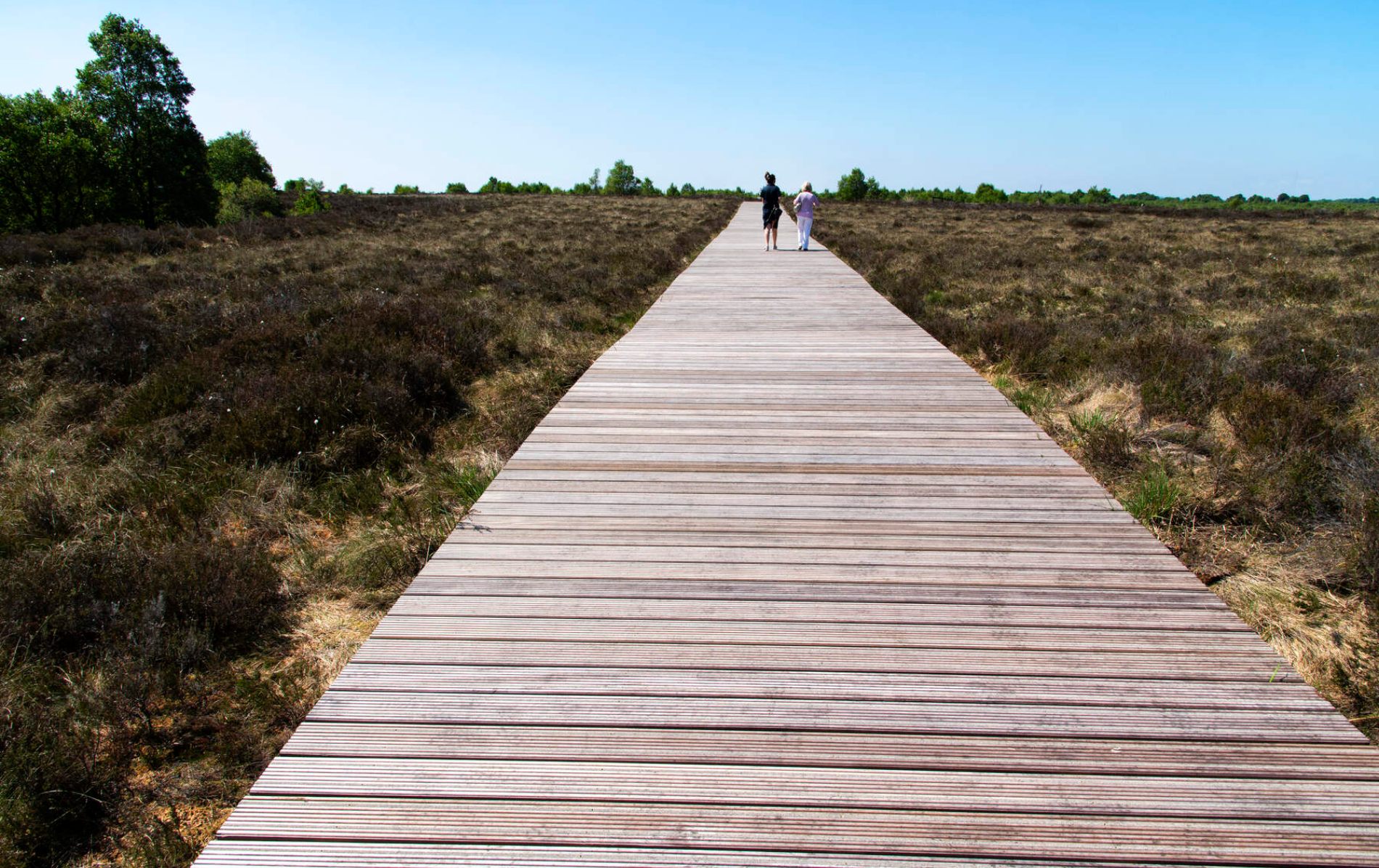 Houten loopbrug die zich uitstrekt over het moerassige gebied van de Corlea Trackway in county Longford.