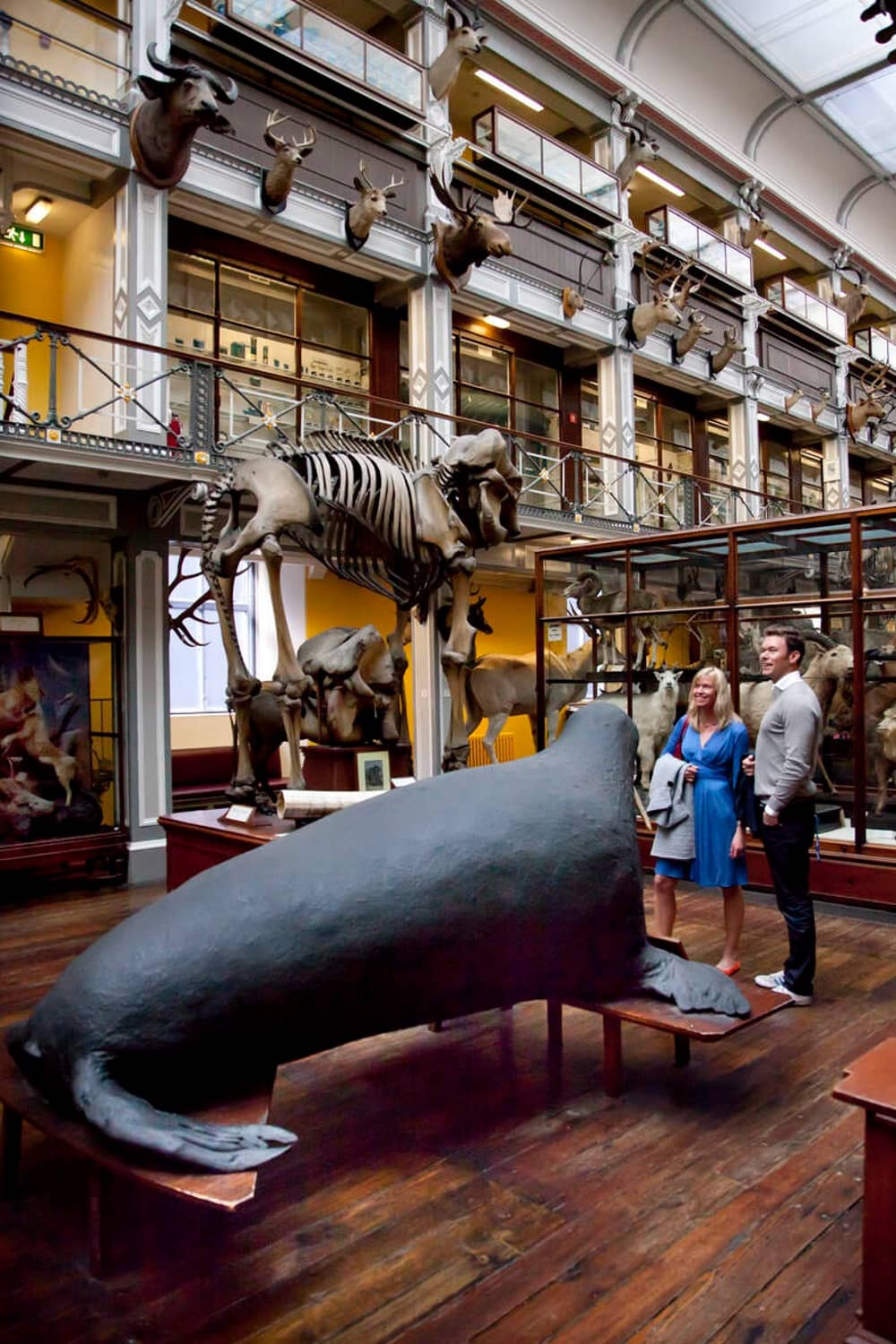 Visitors in the Natural History Museum Dublin, viewing whale skeletons and taxidermy animals on display.