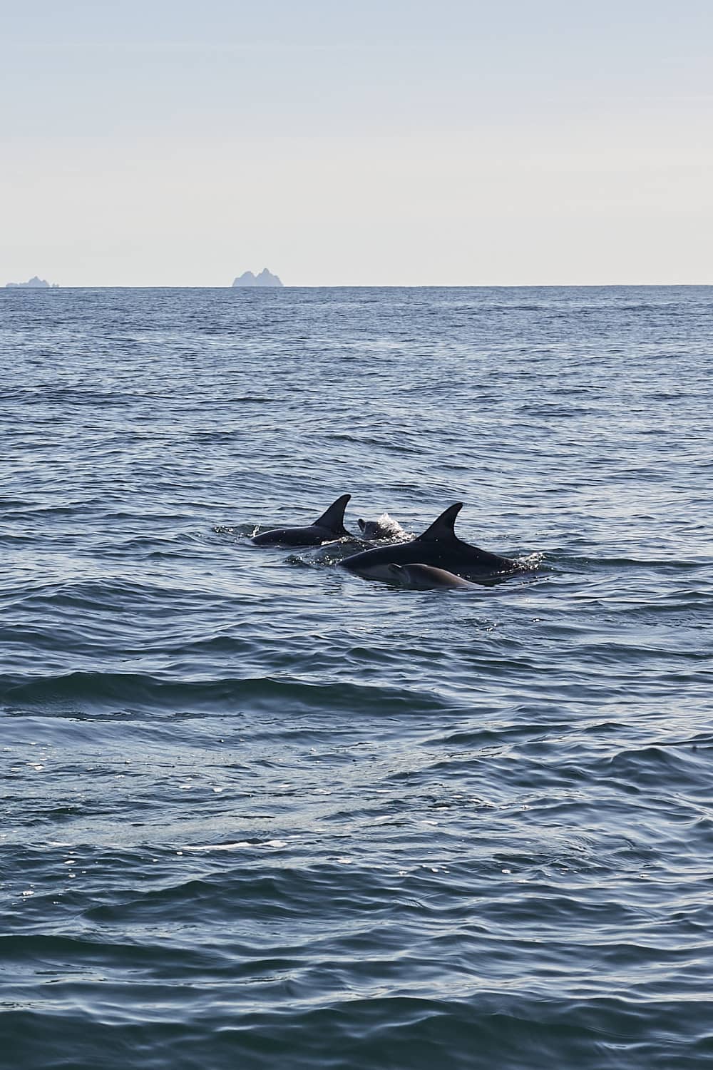 Delfines comunes nadando al unísono cerca de la superficie del Océano Atlántico frente a la costa de Kerry, con las aletas dorsales visibles.