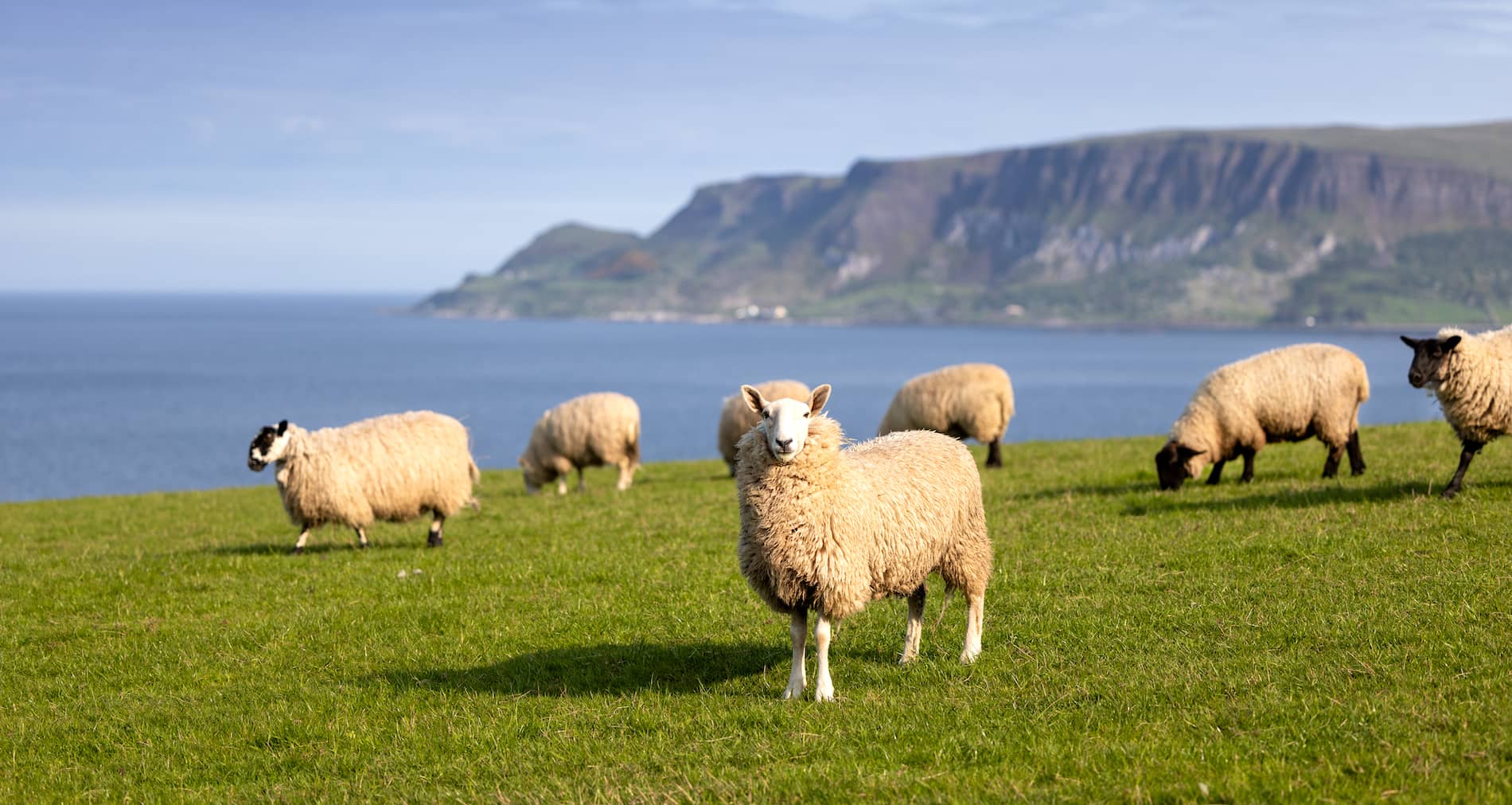 Moutons paissant dans un champ verdoyant en bord de mer, avec vue sur la côte d'Antrim, en Irlande du Nord.