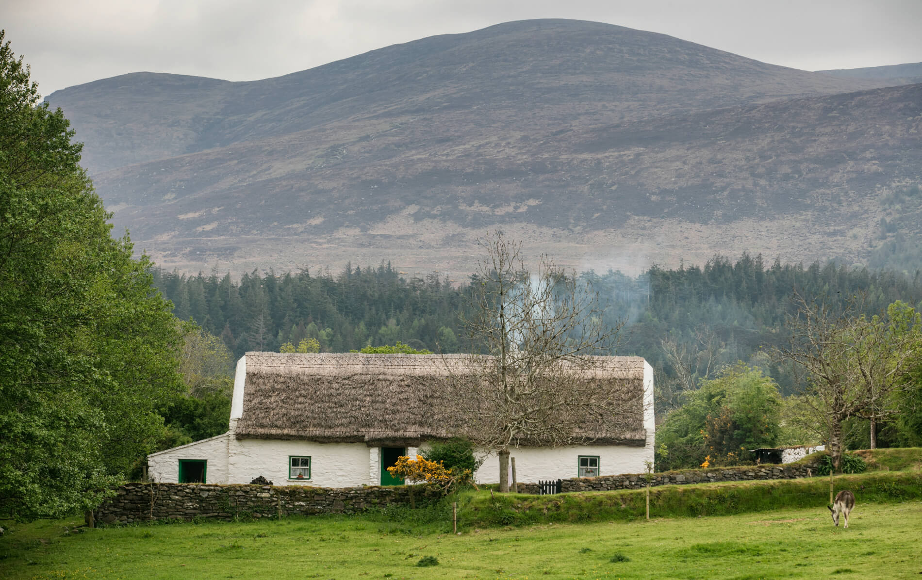 Muckross House Traditional Farms with green fields and grazing donkey and mountain backdrop in Kerry.