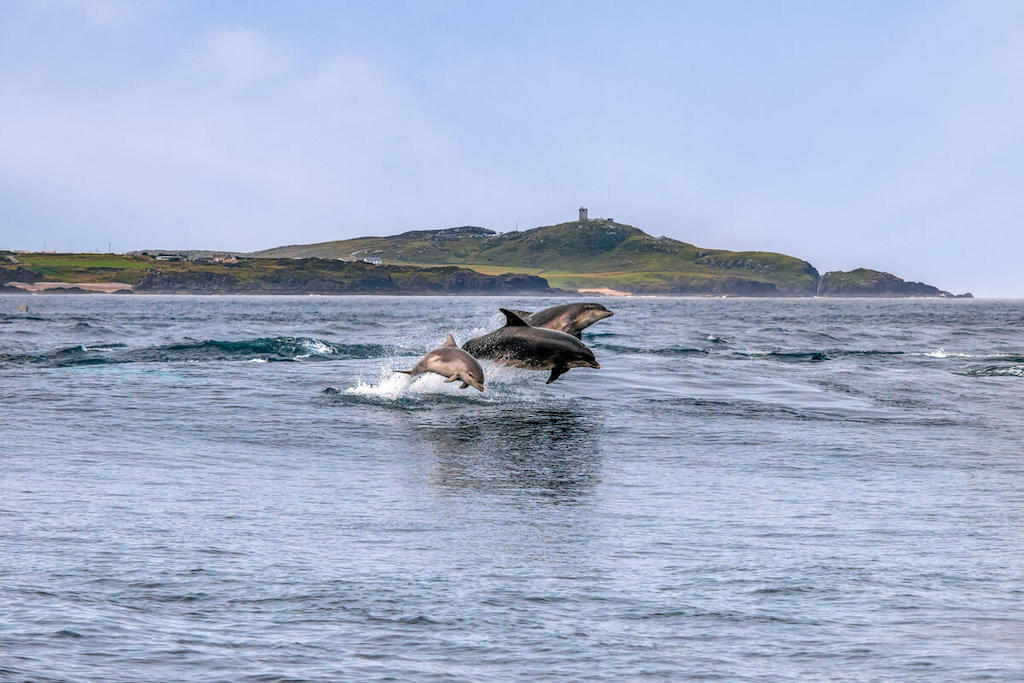 Twee dolfijnen die uit de zee springen voor de kust van Donegal, met een groen eiland en rotsachtige kustlijn op de achtergrond.