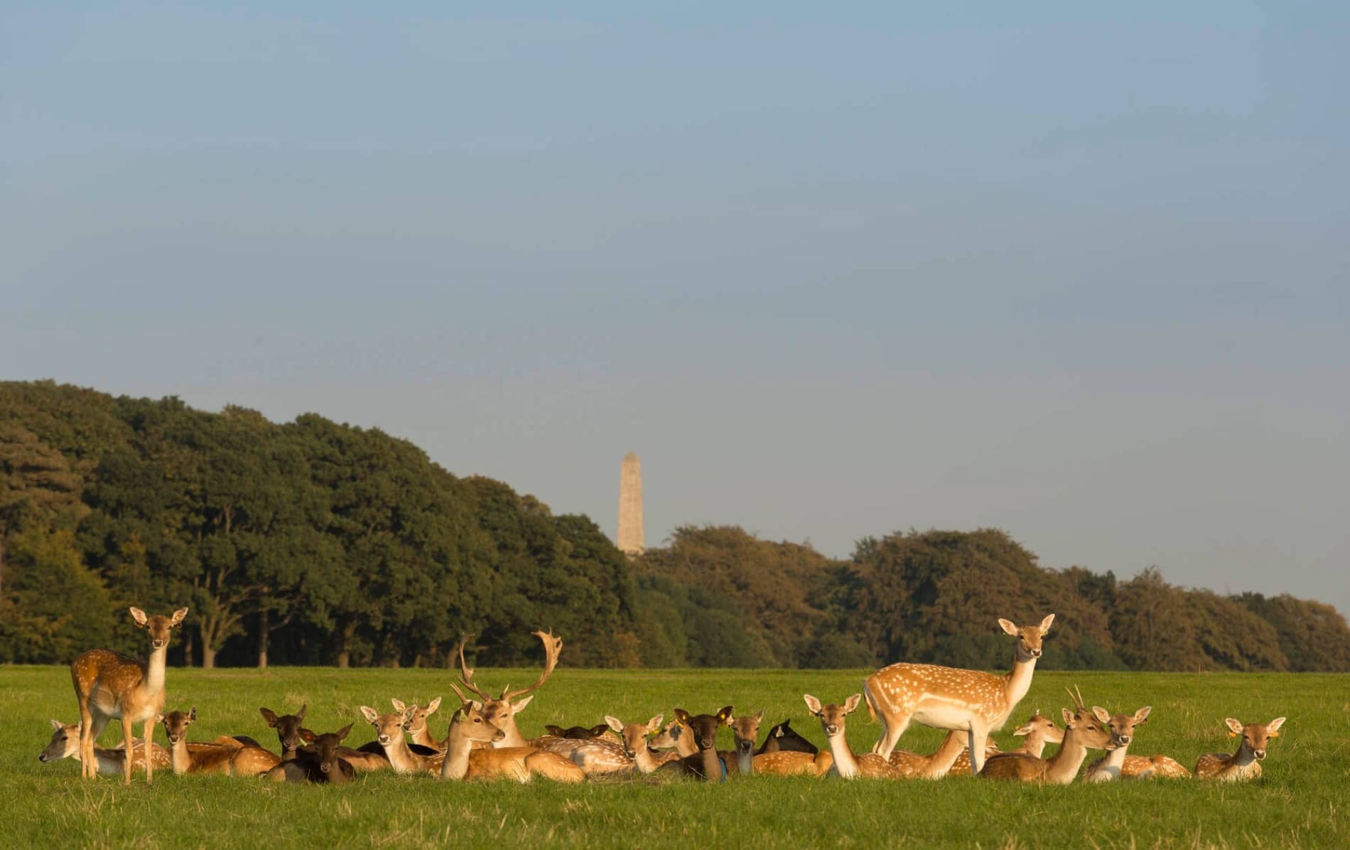Phoenic Park deer