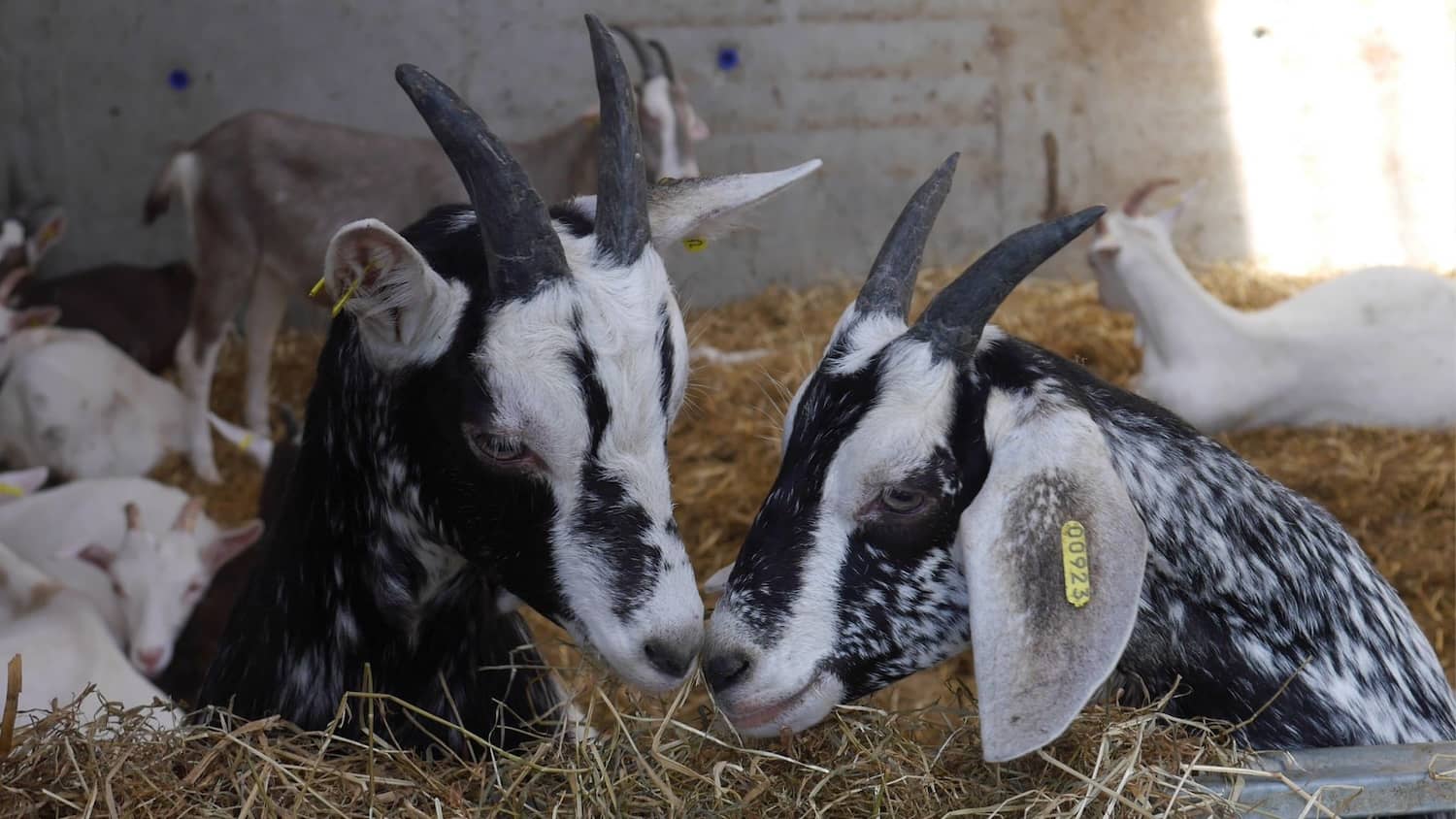 Black and white goats resting on straw at Broughgammon Farm, County Antrim.