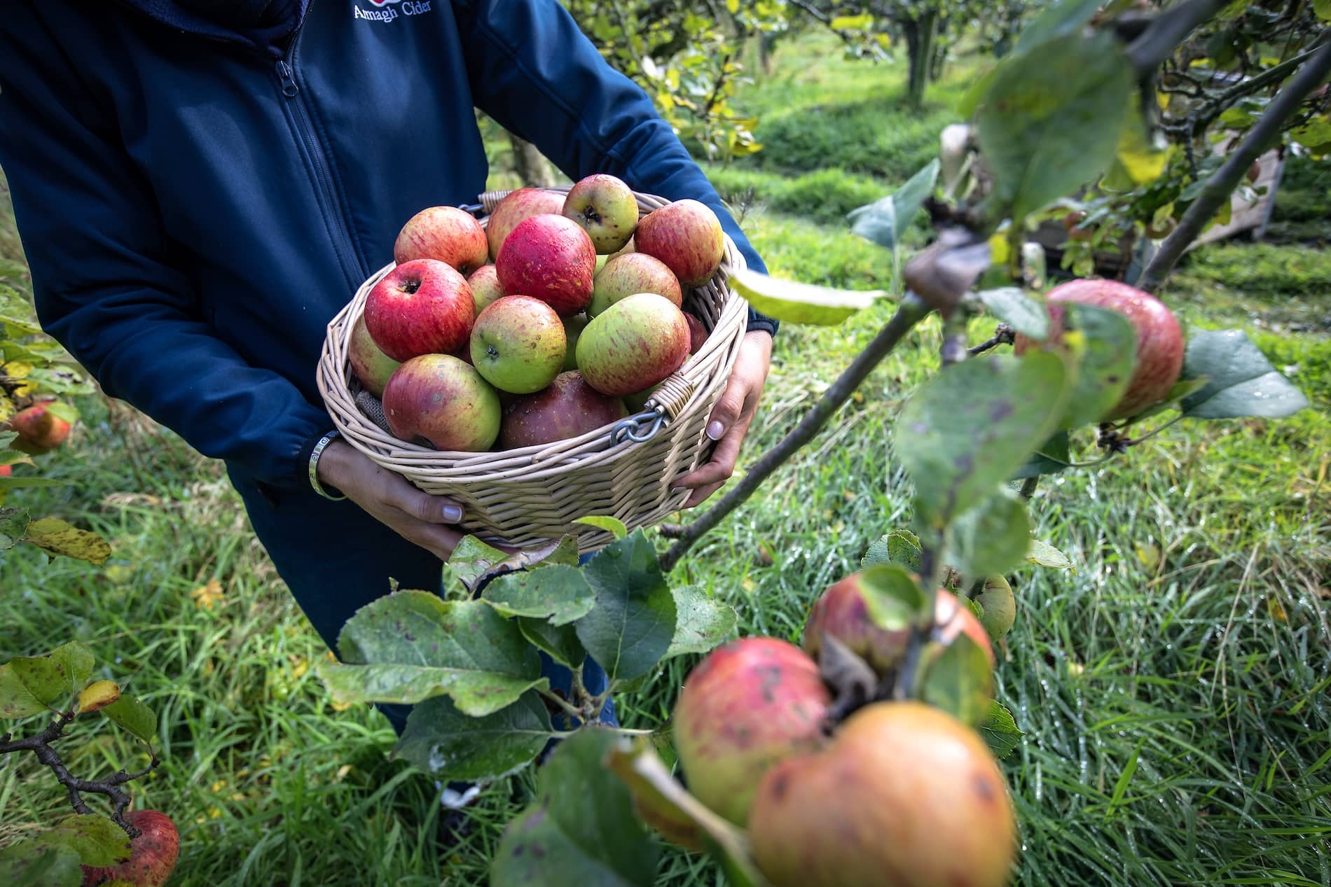 Freshly harvested apples at Ballinteggart House orchard in County Armagh.