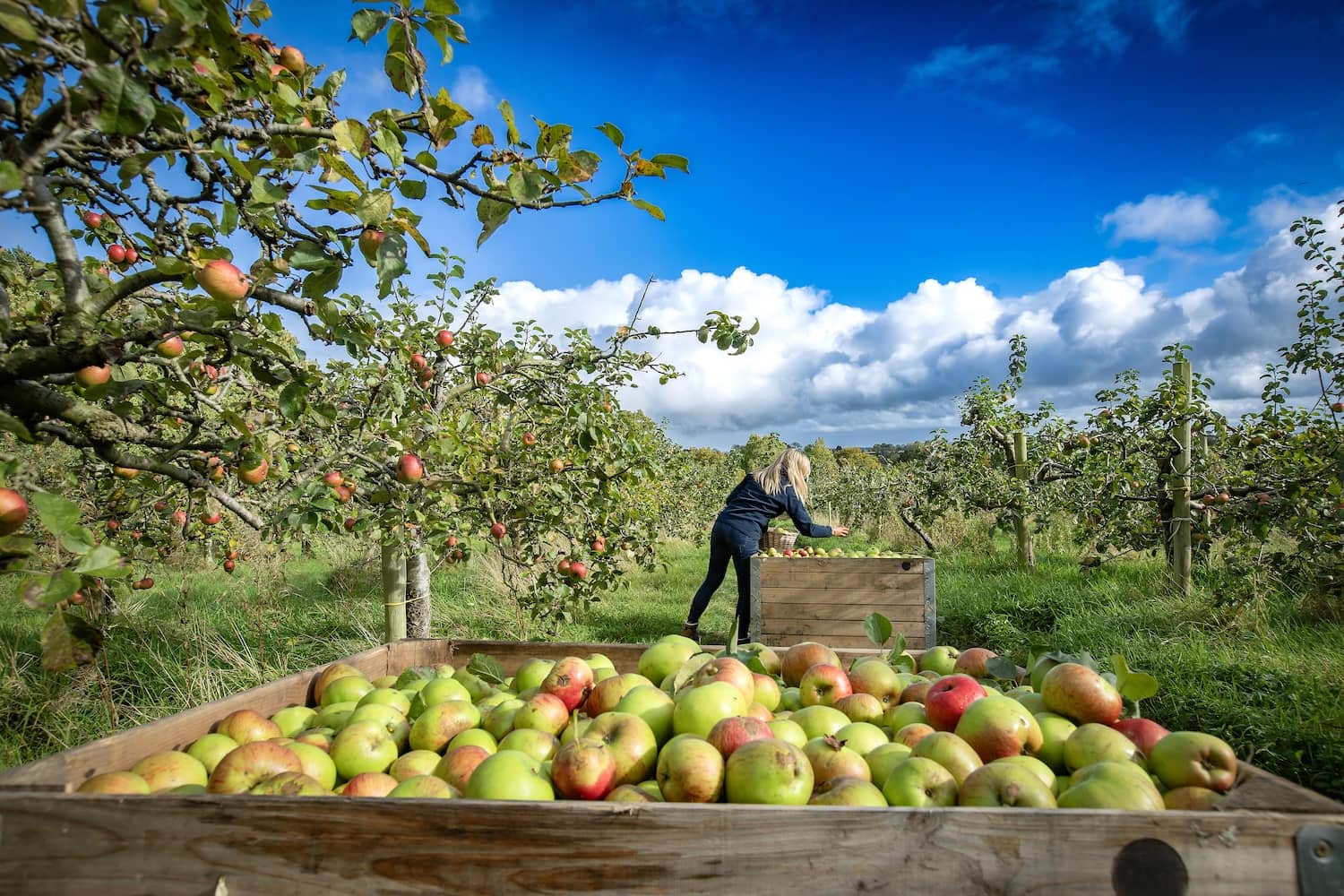 Apple picking at Ballinteggart House orchard in County Armagh, famous for its apple-growing heritage.