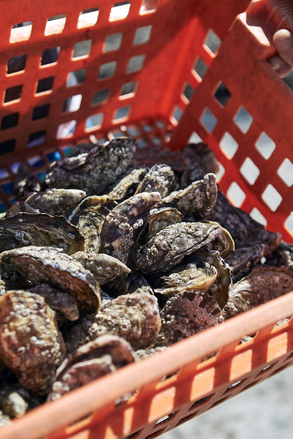 A red plastic crate filled with oysters freshly harvested from Carlingford Lough, County Louth.