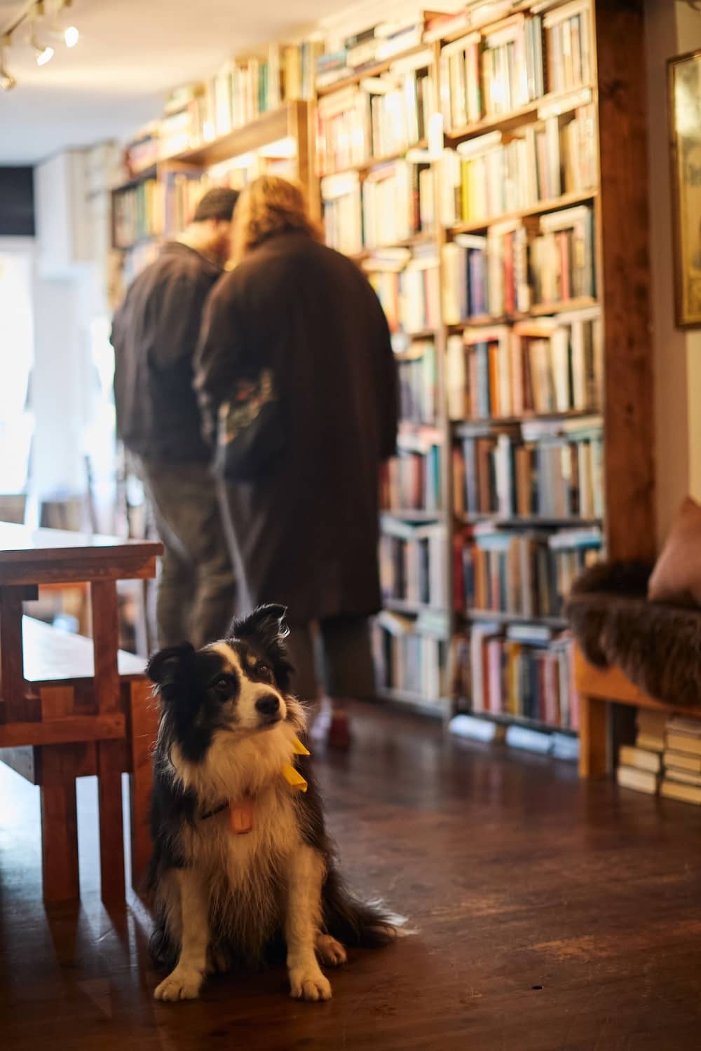 Collie dog sitting inside Prim’s Bookshop, with shelves of books and two blurred people browsing in the background.