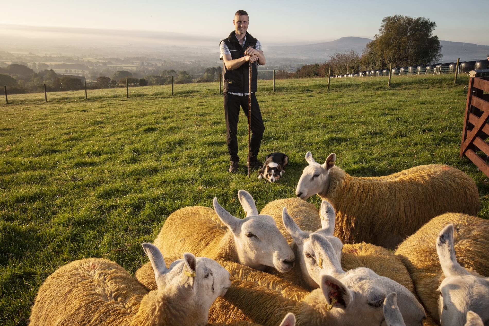 A smiling farmer stands with his dog behind a flock of sheep in golden light over rolling hills.