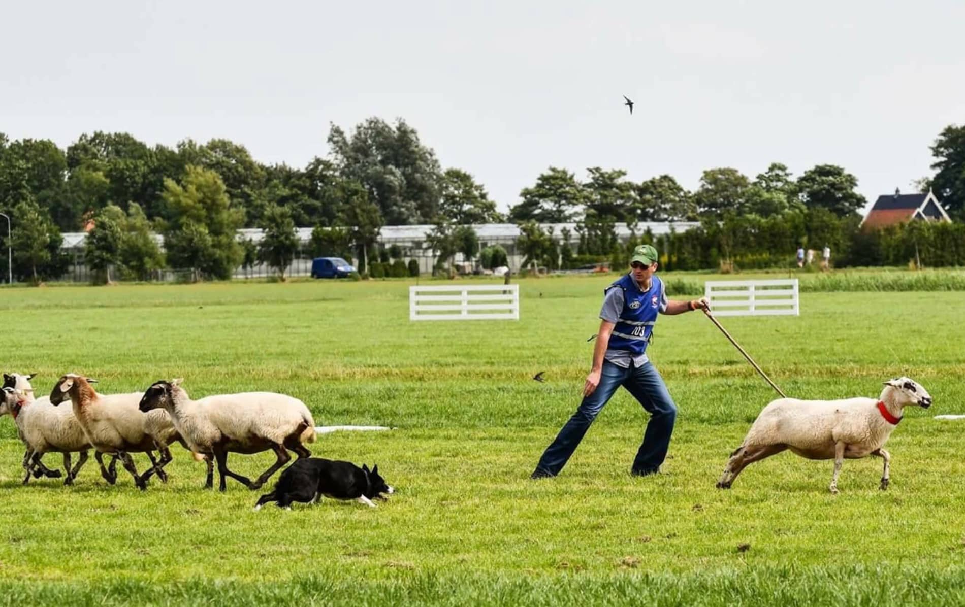 Un ganadero dirige a su perro pastor durante una prueba de perros pastores en Sligo, con un rebaño de ovejas pastando en un campo de hierba bajo un cielo pálido.
