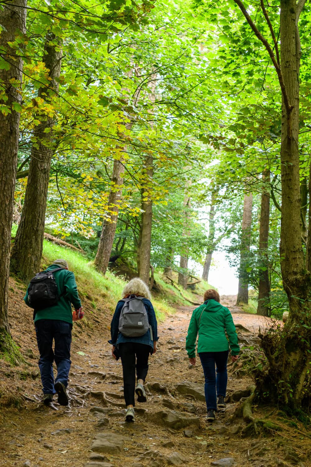 cavehillwalkingtour-cavehillforest-portrait