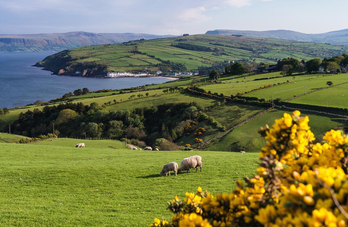 Schapen die grazen op groene weiden met uitzicht op Cushendun en Red Bay, county Antrim.