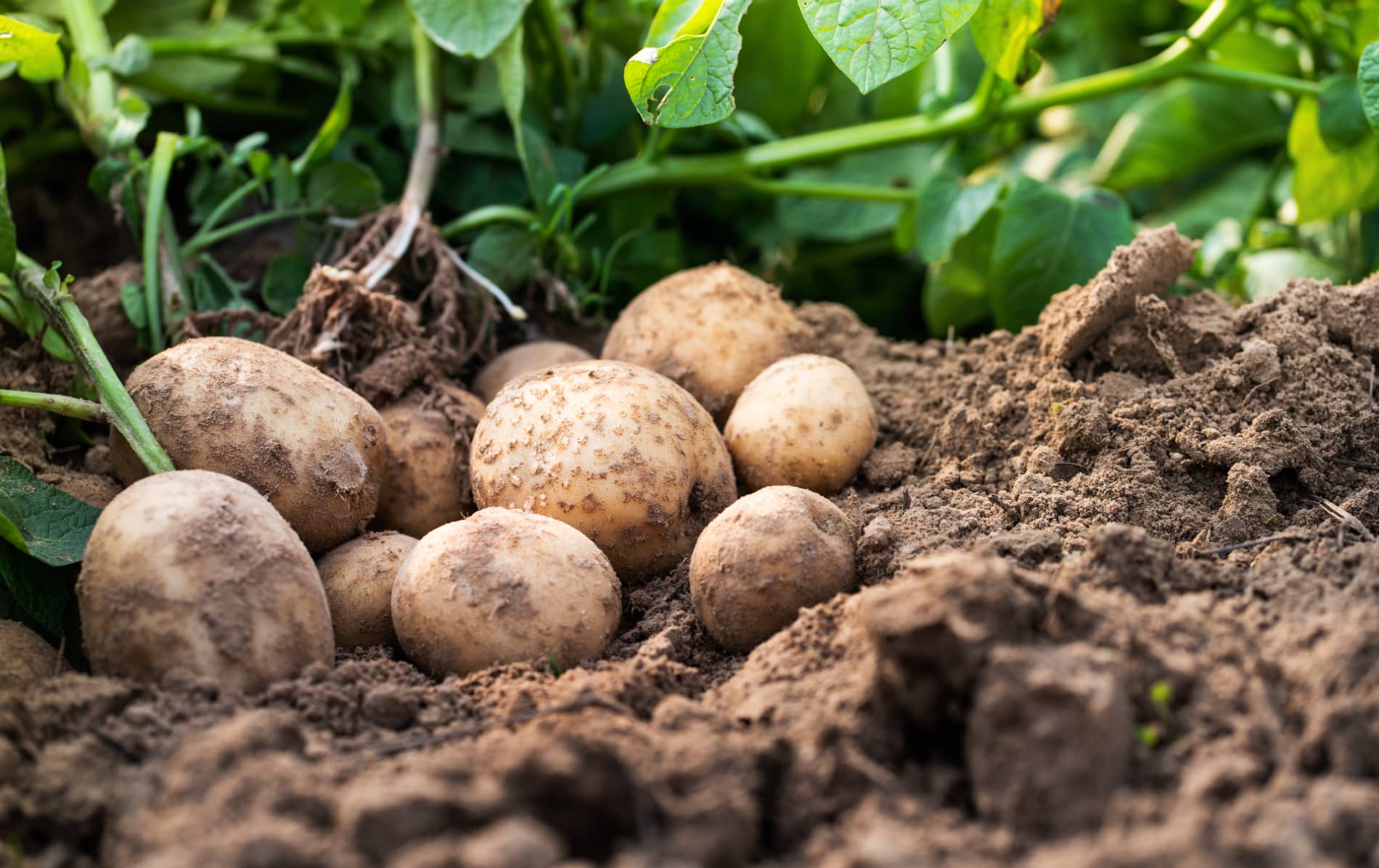 flavoursofni-potato