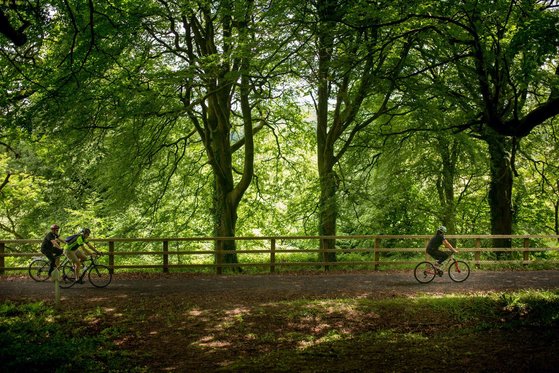 Family cycling along a shaded trail beneath tall trees on the Limerick Greenway.