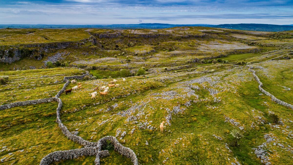 Muros de piedra dividen los campos de pastoreo en el paisaje kárstico de Burren, en el condado de Clare.