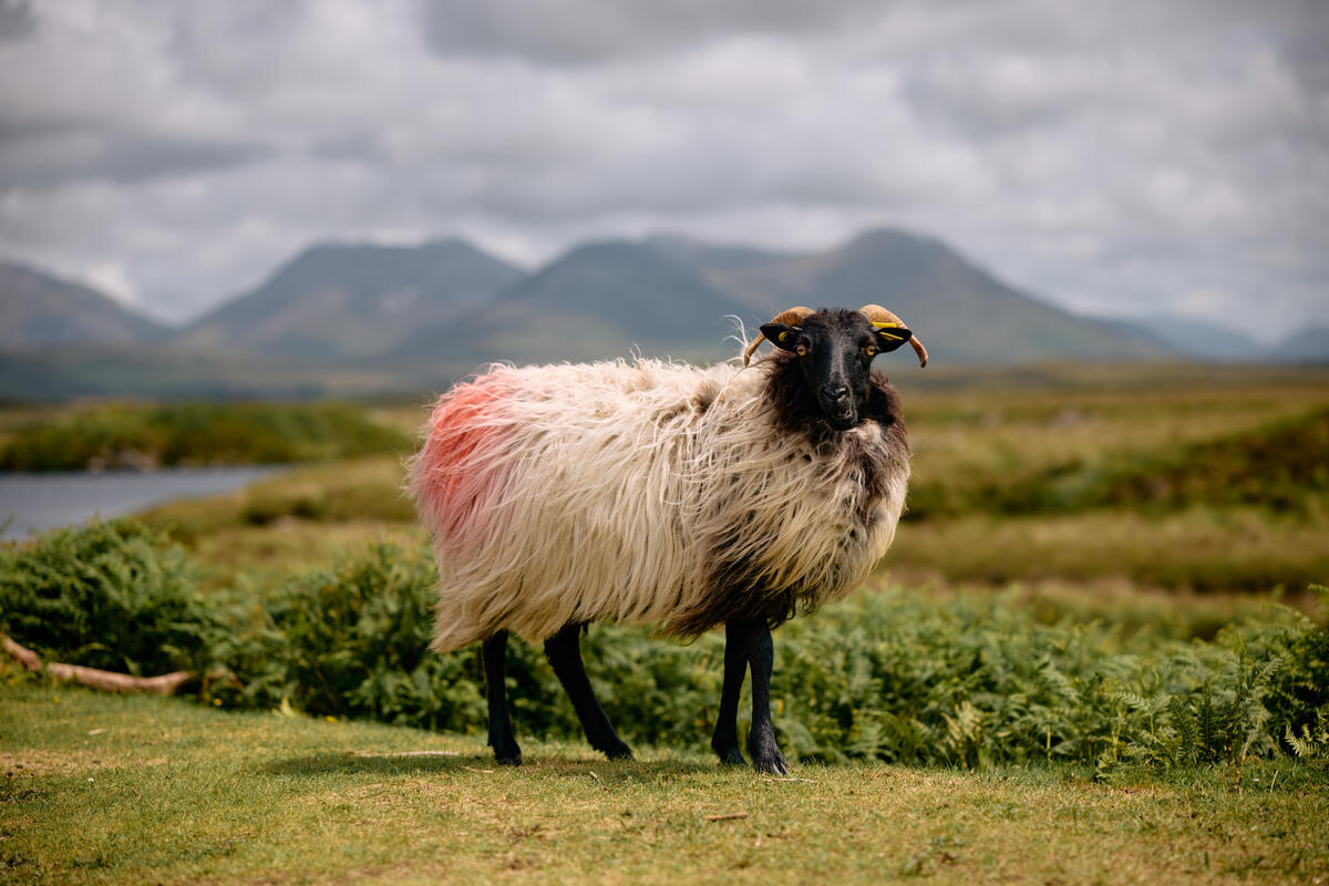 Ovejas de Connemara frente a las montañas de Twelve Bens en Connemara, condado de Galway.