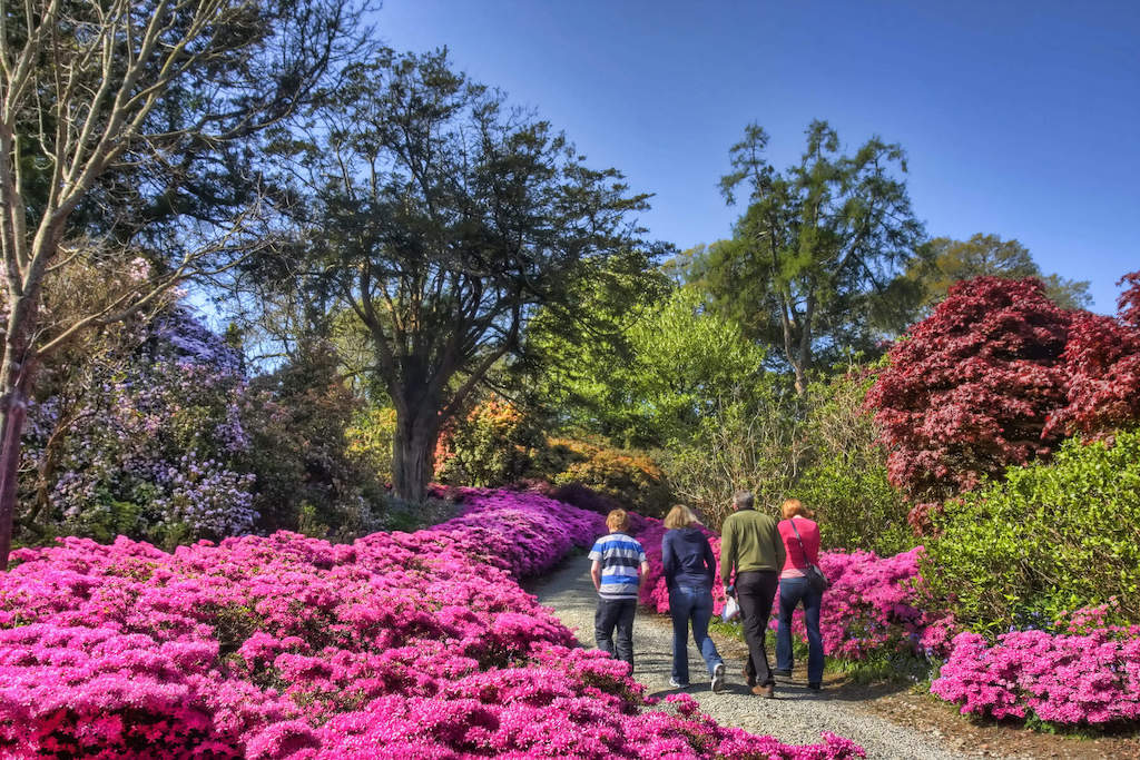 Group of people strolling through vibrant pink and red blooms in Mount Congreve Gardens, Waterford.