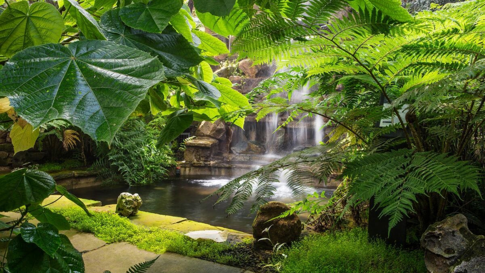 Eine exotische Schlucht im Tropenhaus der Belfast Botanical Gardens verzaubert mit herabströmenden Wasserfällen, sattem Farngrün und beeindruckend großen Blättern rund um einen ruhigen Teich.