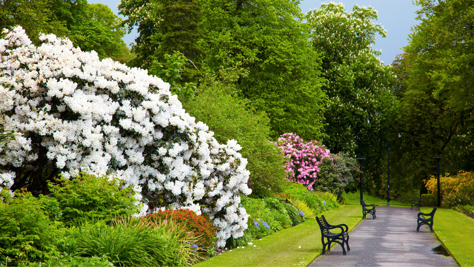 In den Belfast Botanic Gardens lädt ein von Bänken und blühenden Rhododendren gesäumter Weg zum Verweilen ein – eingebettet unter sattgrünen, schattenspendenden Bäumen.