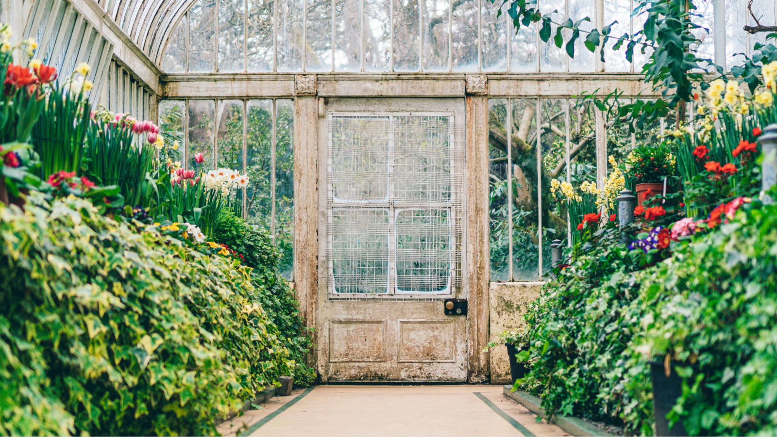 Im historischen Gewächshaus der Botanic Gardens in Belfast schlängelt sich ein eleganter Spazierweg durch farbenprächtige Frühlingsblumen und dichtes, blühendes Grün.