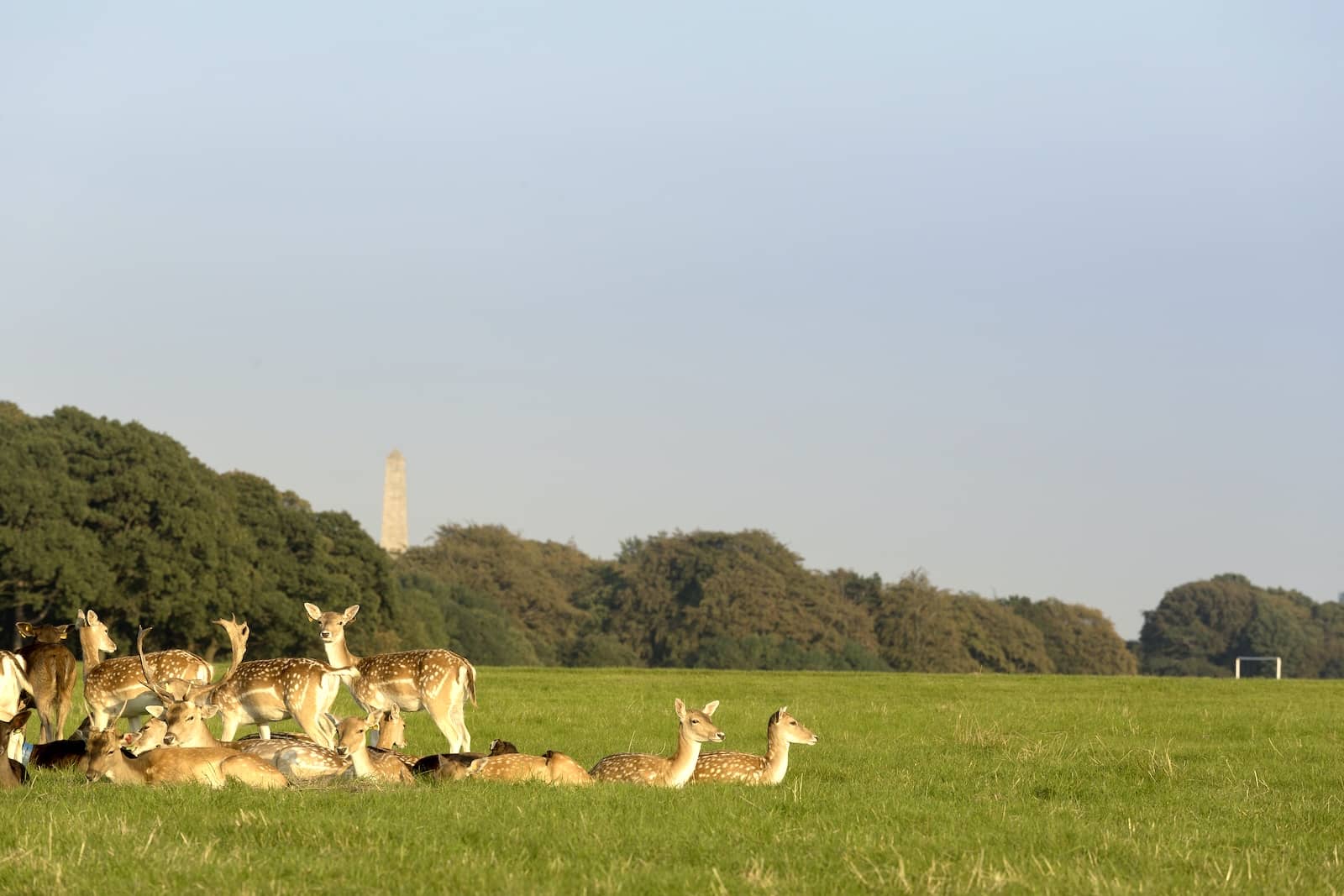 guinness-storehouse-deer-phoenix-park-dublin