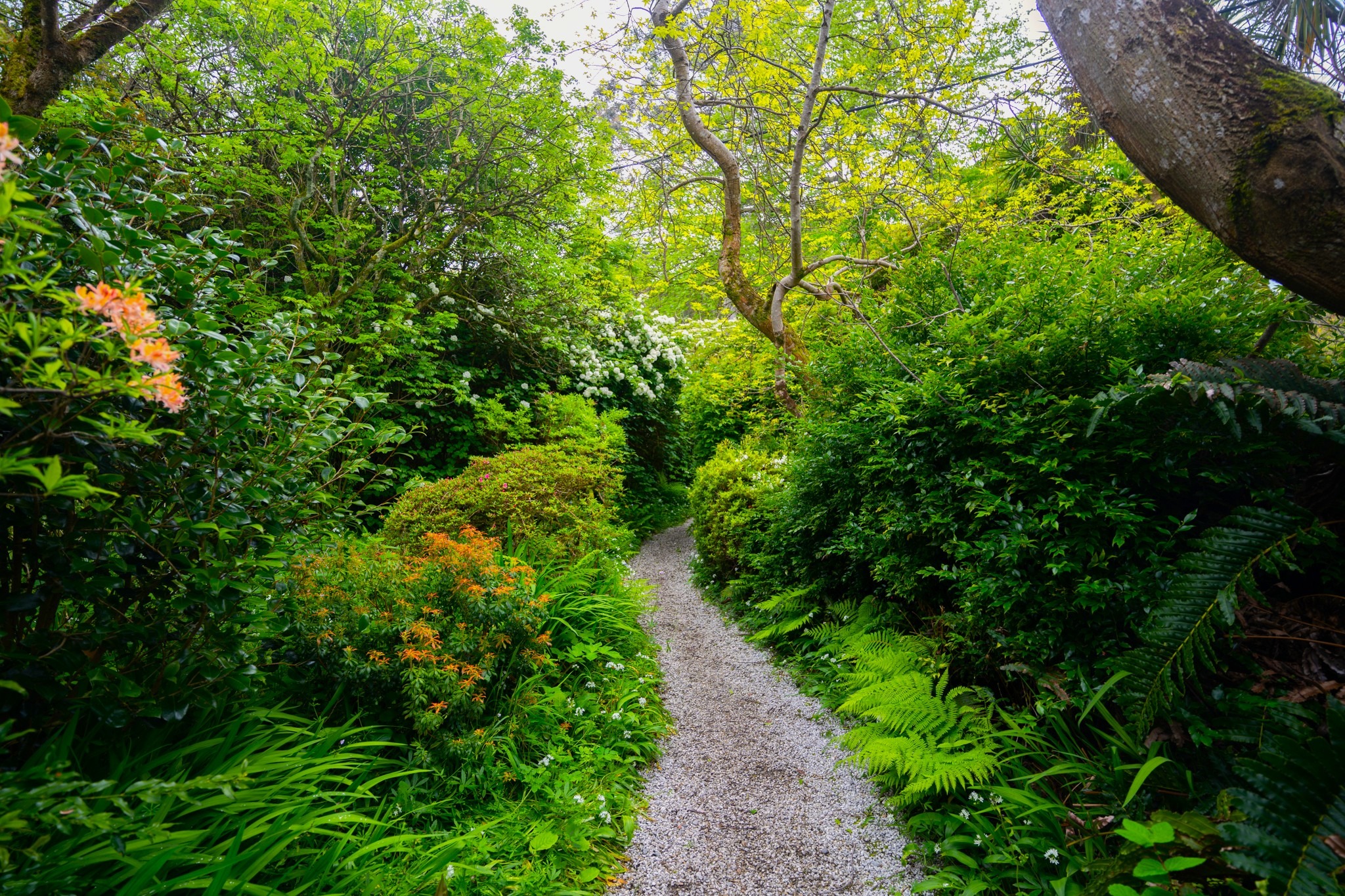 Gravel path winding through lush greenery and flowering shrubs beneath a leafy canopy at Mount Usher Gardens, County Wicklow.