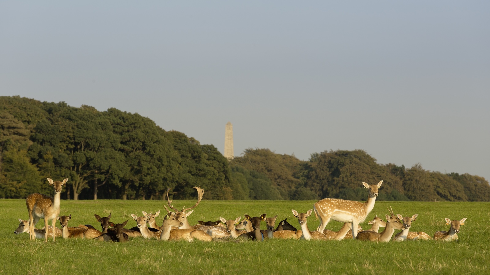 Herd of fallow deer in Phoenix Park with the Wellington Monument in the distance.