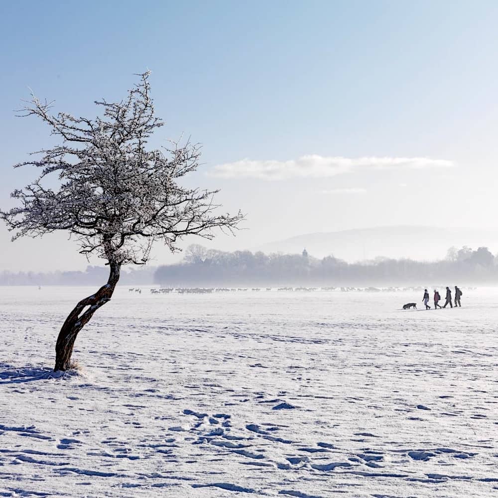 Het besneeuwde Phoenix Park in Dublin, Ierland, met wandelaars, een hond en herten in de verte.