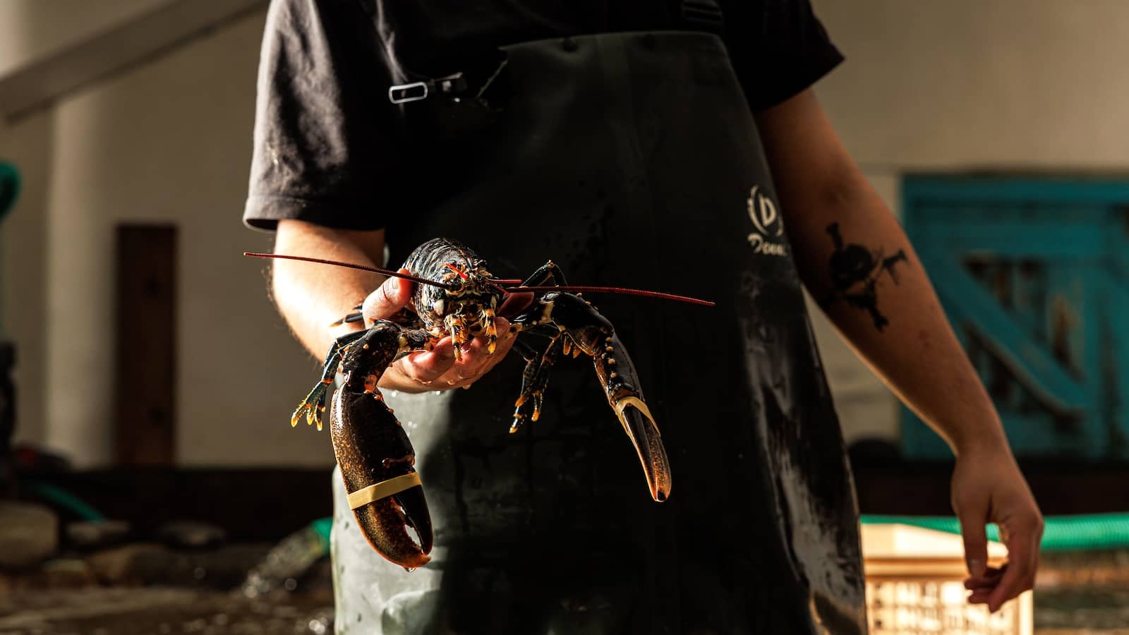 Person holding a fresh lobster at Flaggy Shore Oysters, The Burren, County Clare