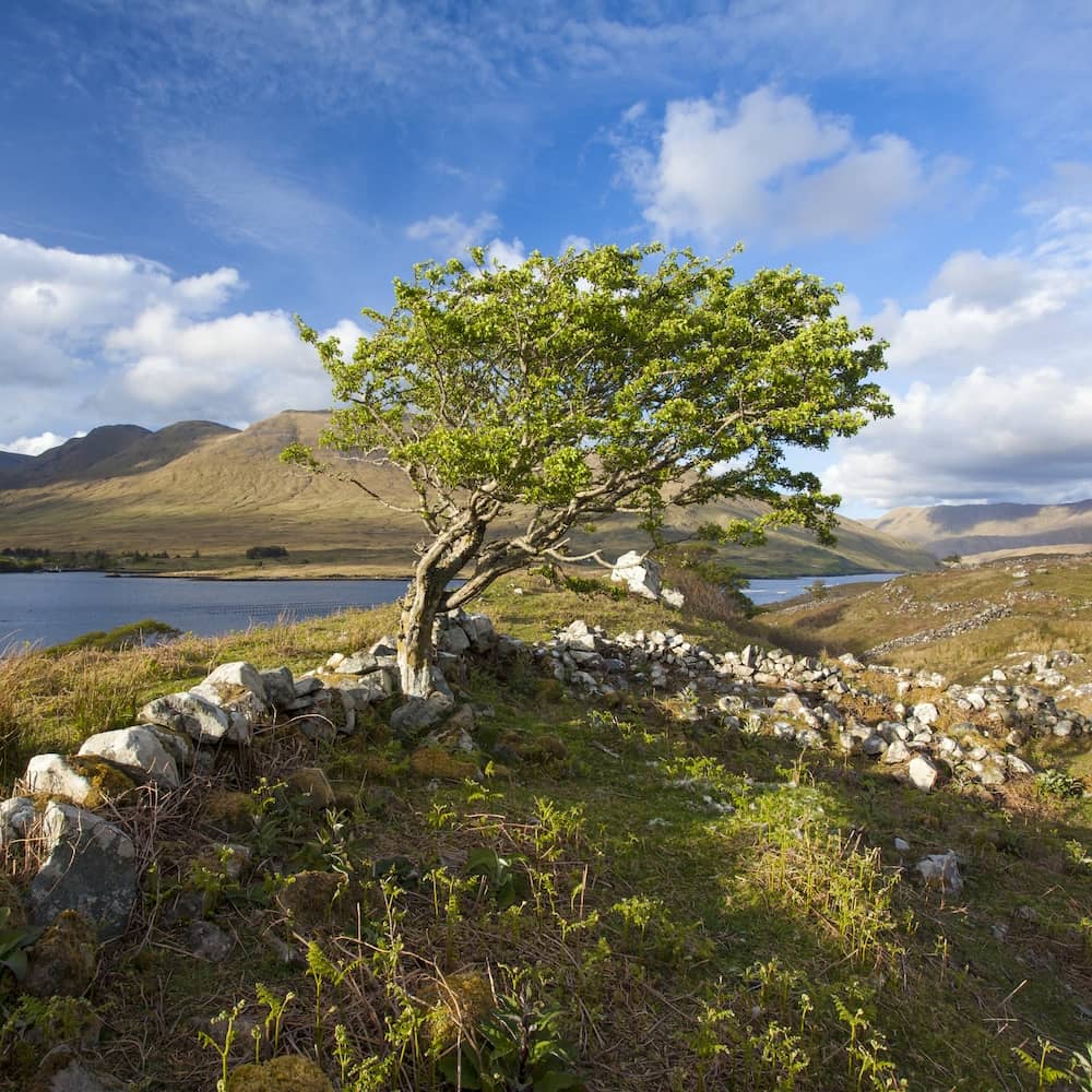 Lone tree beside a lake with mountains under a blue sky in Connemara.