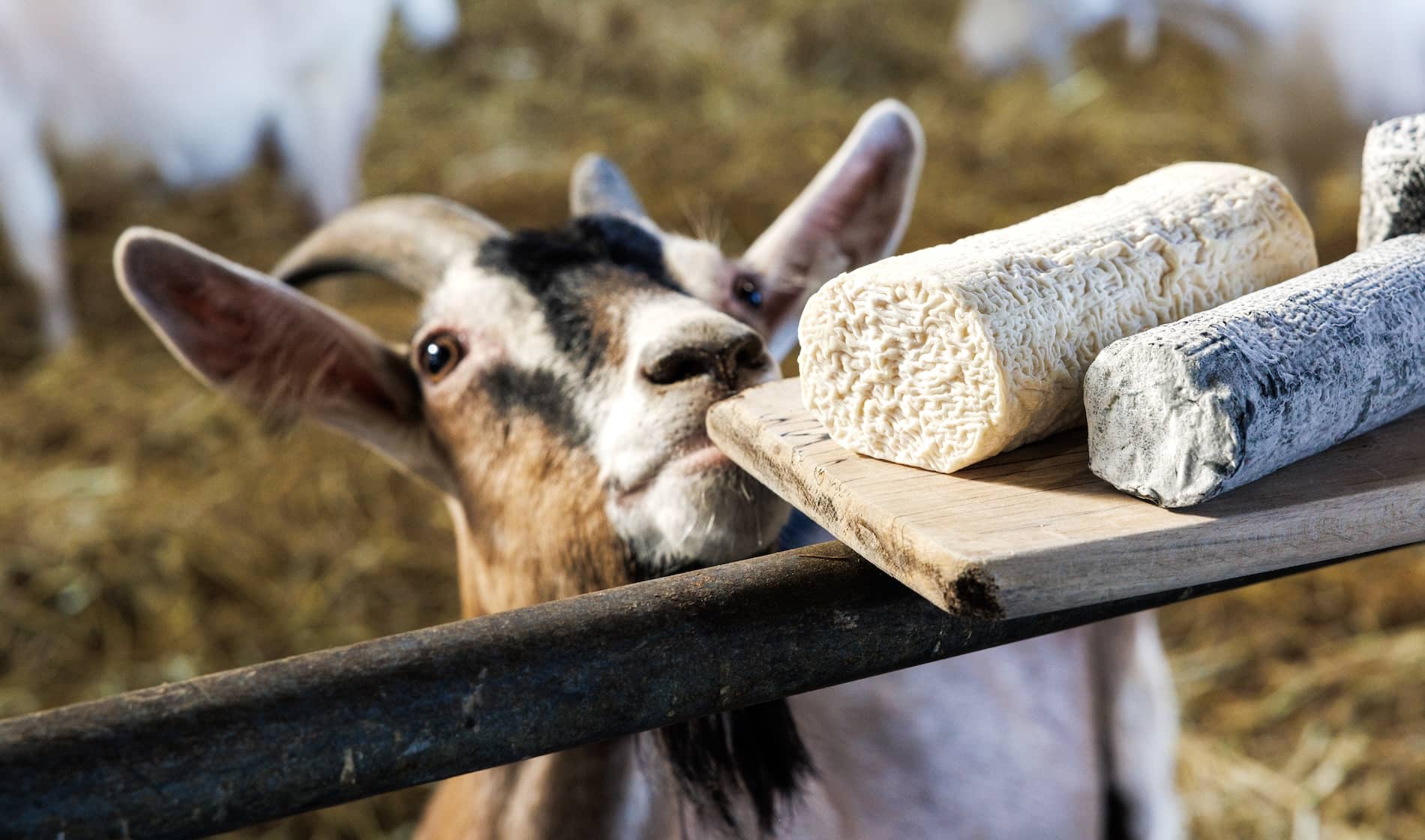 St Tola goat cheese in County Clare, with curious goats and artisan cheeses produced on the family-run farm.