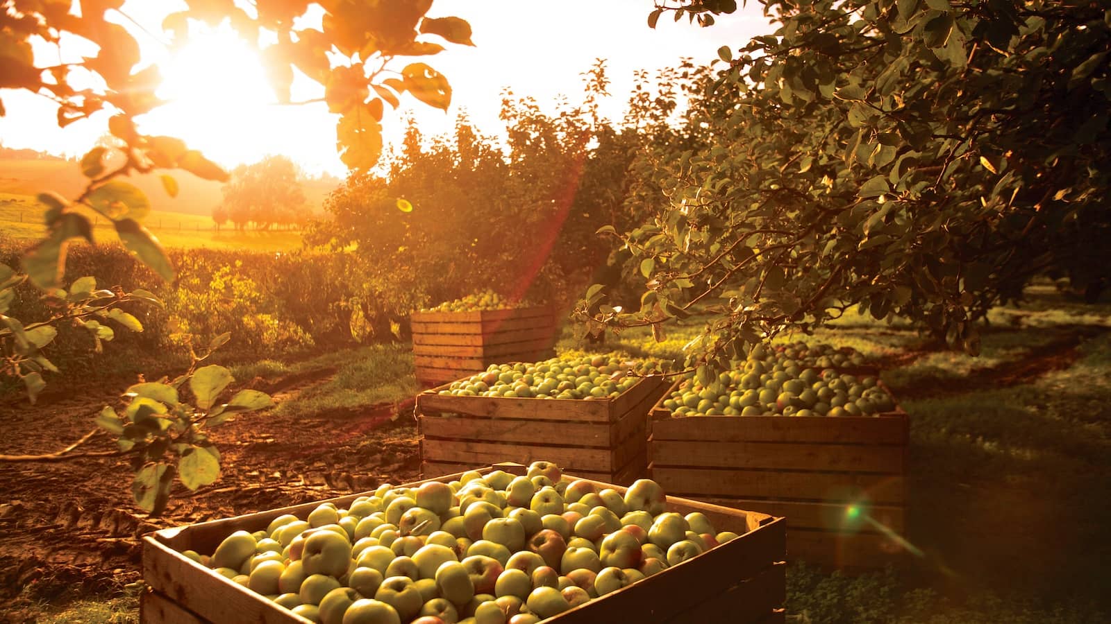 Apple harvest in an Armagh orchard with crates of freshly picked apples at sunset.