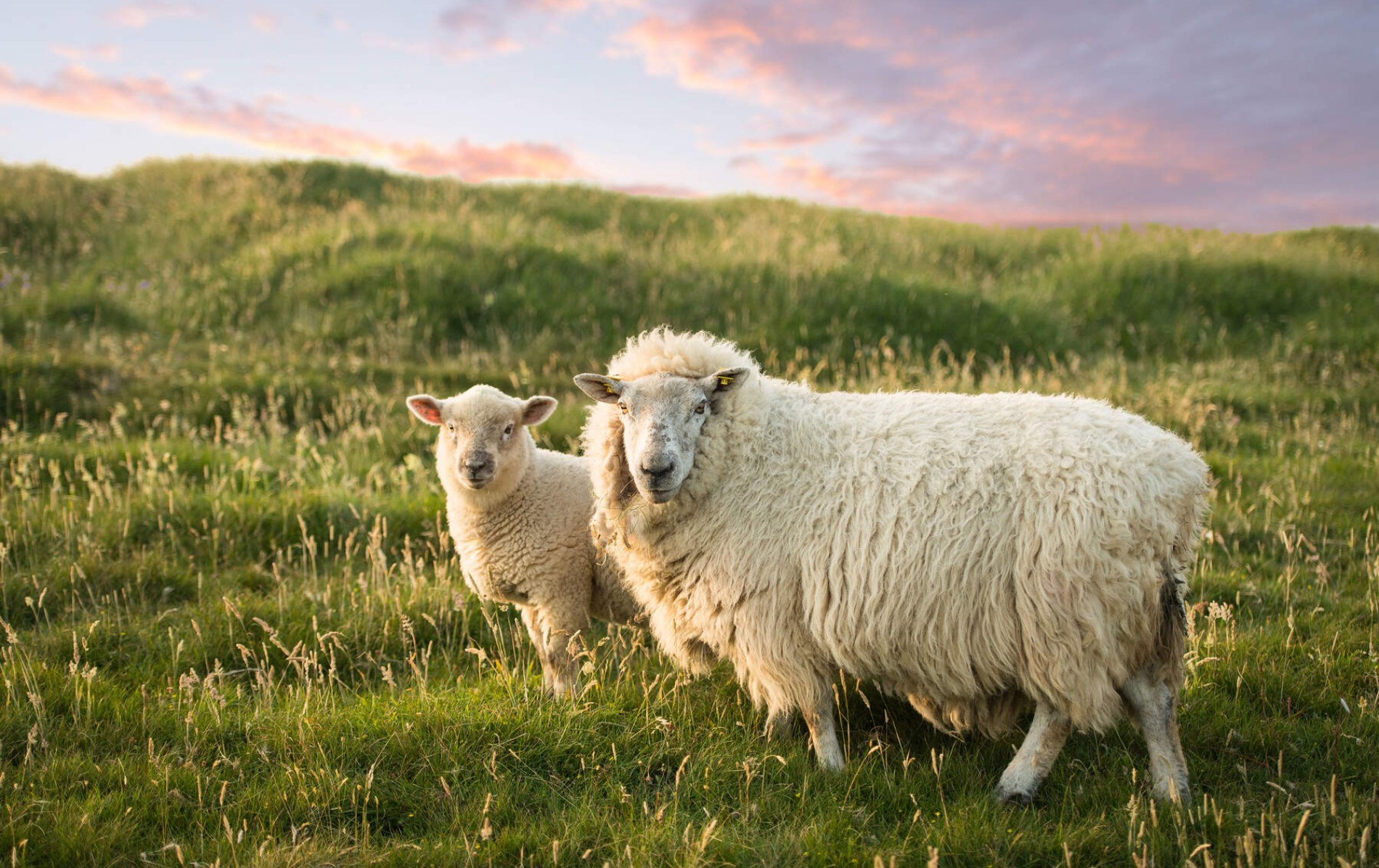 Die besten Frühlingsunternehmungen in Irland | Ireland.com