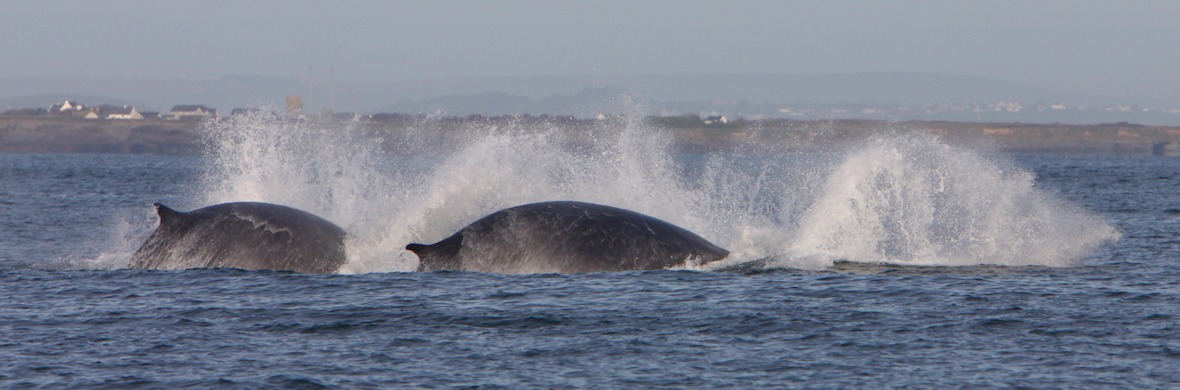 Cork finn whales