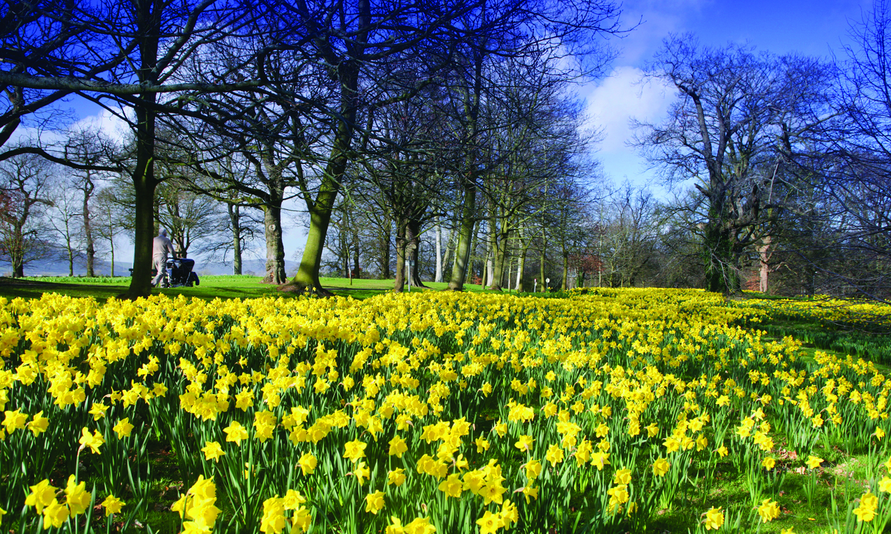 spring-images-ireland_barnett-demesne_bg