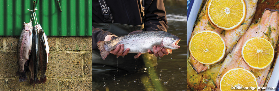 Goatsbridge-Trout-Farm