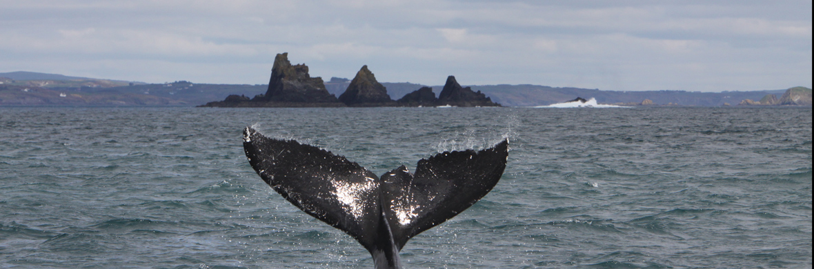whale-cork-strip
